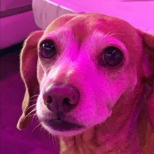 Meet your Posher, Reyna